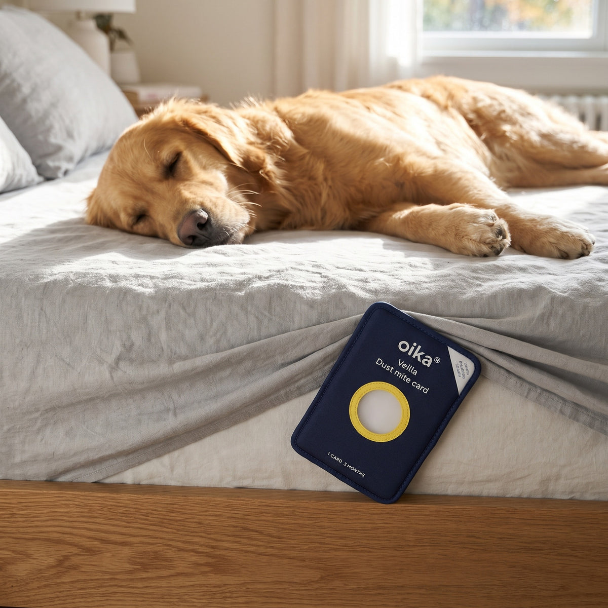 A dog asleep on a bed with a Veilla card under the sheet